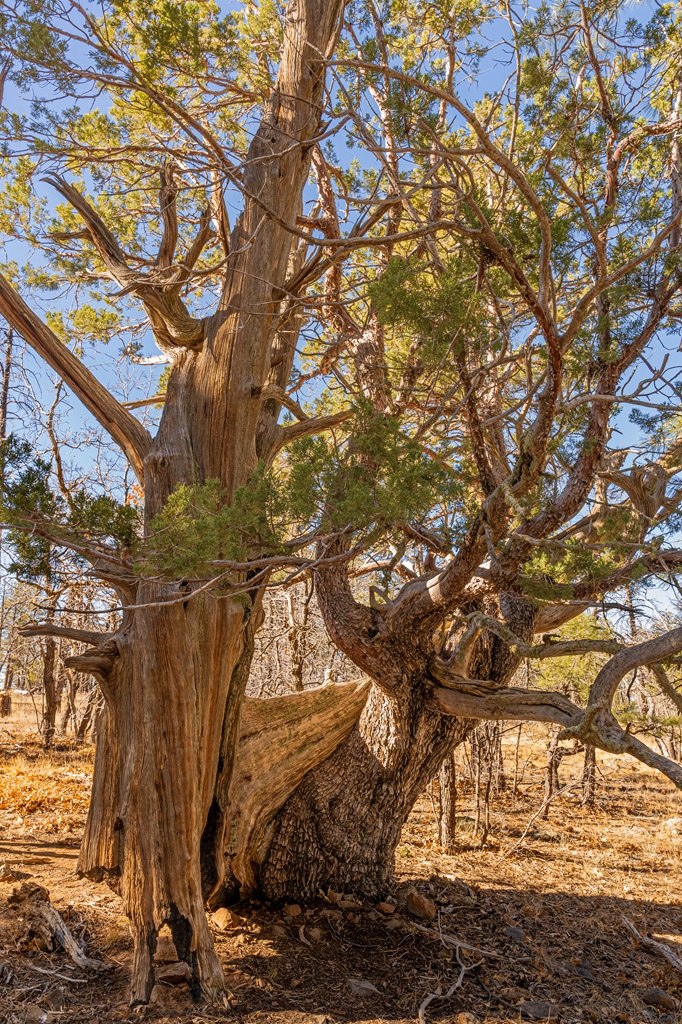 Two different trees growing together on top of Wilson Mountain in Sedona.