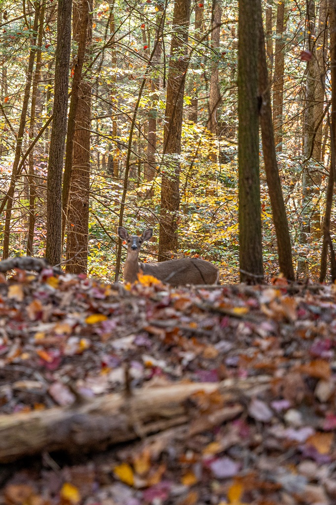 Doe looking straight at the camera off the Long Point Trail in New River Gorge National Park.