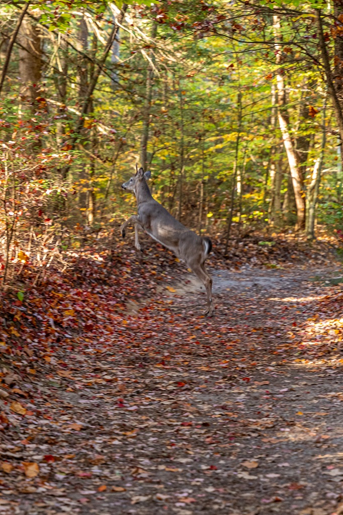 Buck jumping across the Long Point Trail in New River Gorge National Park.