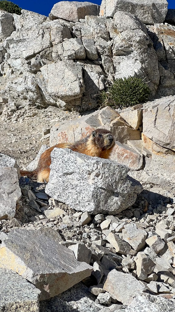 Sneaky marmot at Trail Crest waiting for a chance to steal a hiker's snacks.