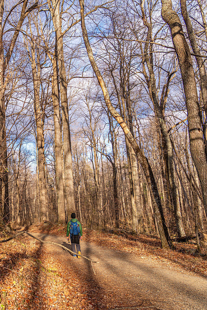 Man hiking along the Weakley Hollow Fire Road near Old Rag.