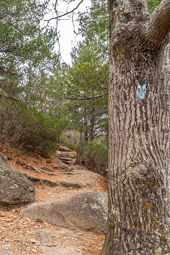 Blue trail marker on a tree along the Ridge Trail to Old Rag summit in Virginia.