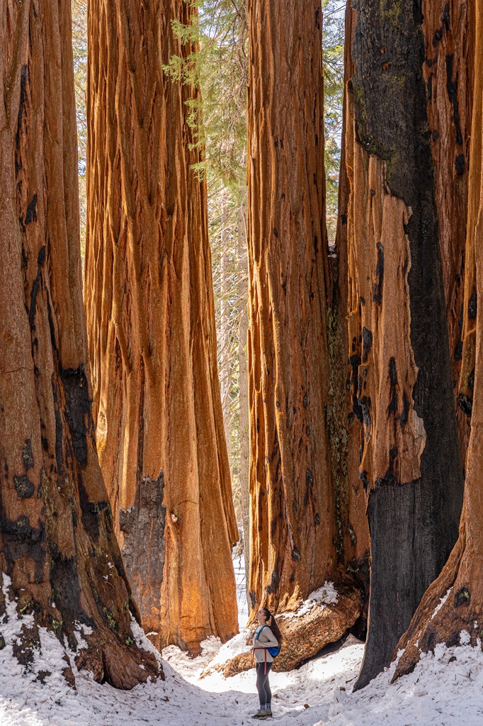 Woman standing between a cluster of giant sequoias in Sequoia National Park in winter.