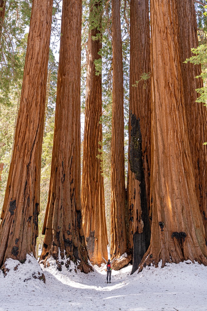 Woman standing with hands in the air surrounded by giant sequoias in winter in Sequoia National Park.