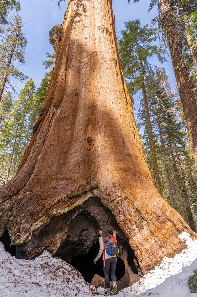 Giant sequoia with a hollow base you can actually step inside known as the Room Tree.