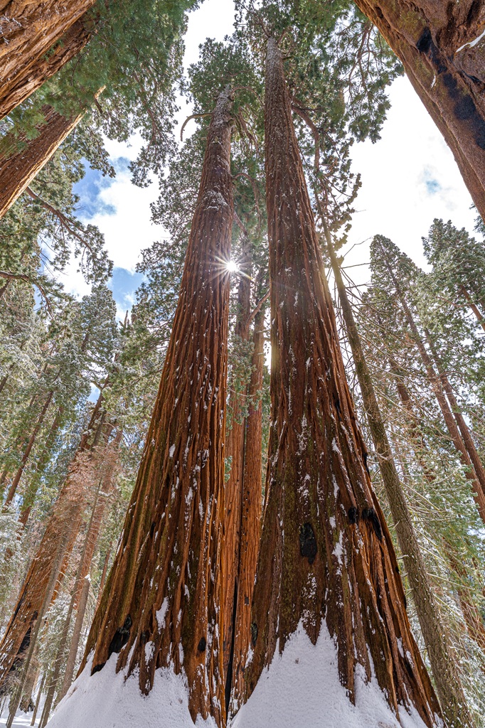View of two giant sequoias close to each other with the sun peeking from behind in Sequoia National Park.