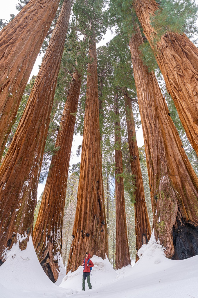 Man hiking along the Congress Trail in Sequoia National Park in winter.