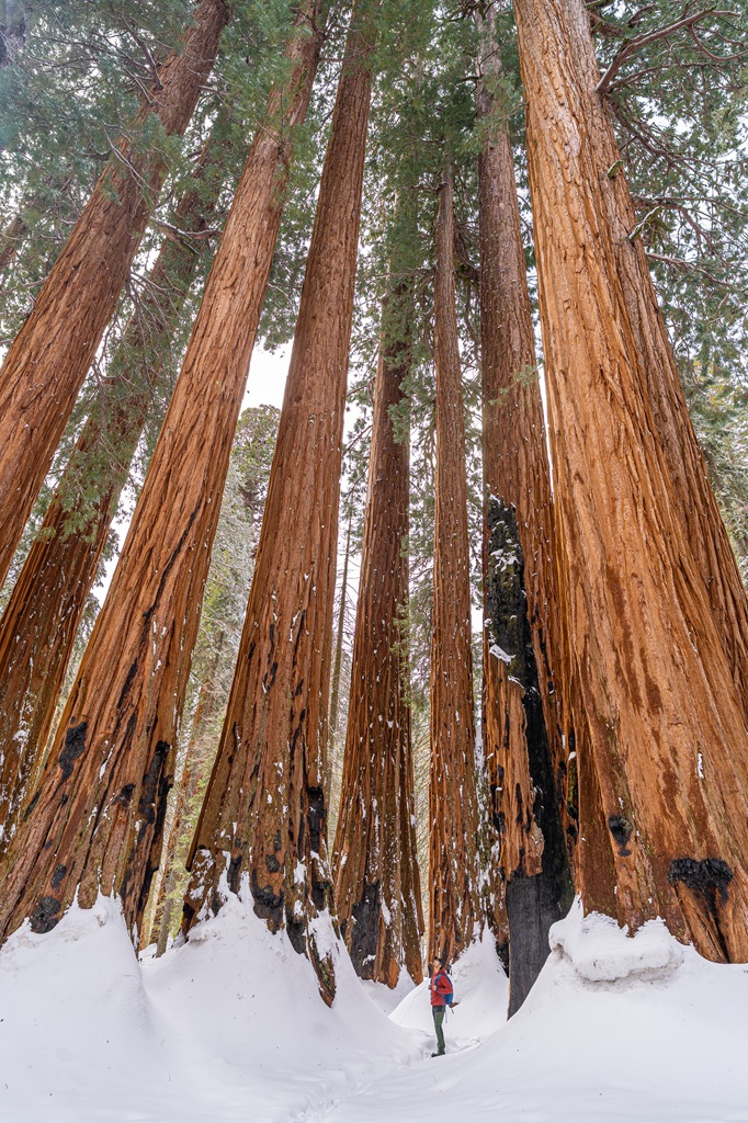 Man standing in the middle of a cluster of giant sequoias in Sequoia National Park.
