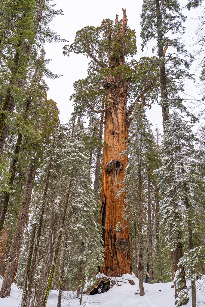 View of a single giant sequoia surrounded by pine trees with snow covering the ground and trees in Sequoia National Park.