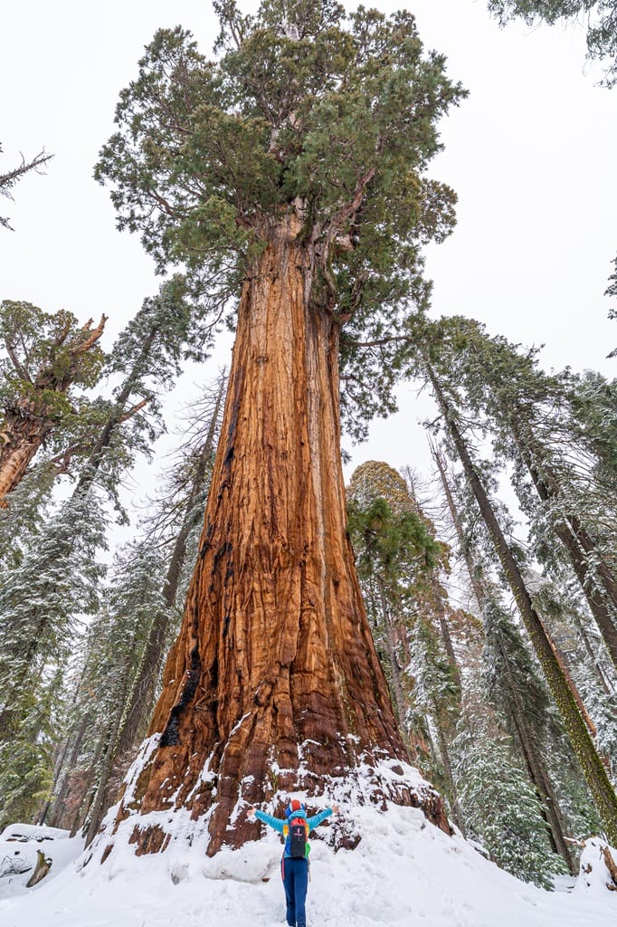 Woman standing in front of the President Tree in Sequoia National Park in winter.
