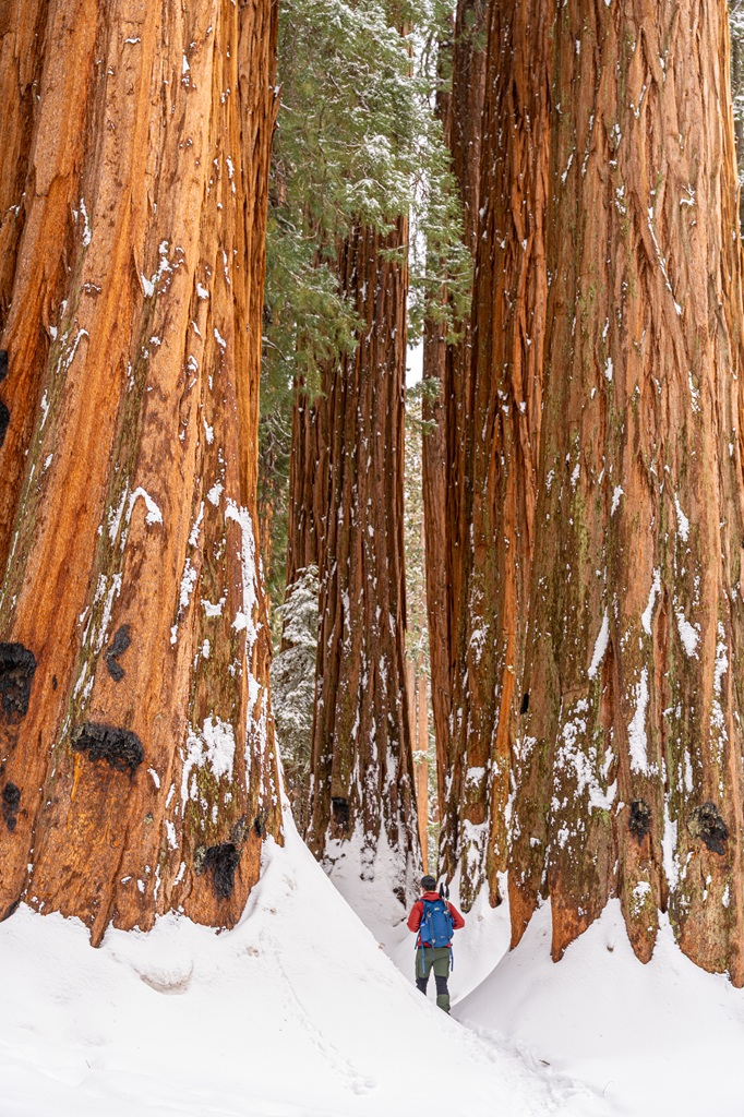 Man walking through a cluster of giant sequoias in snow in Sequoia National Park.