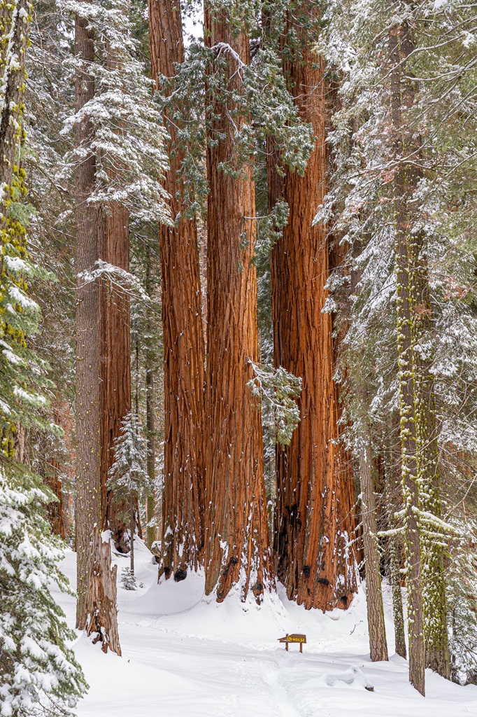 View of a cluster of giant sequoia trees known as The House Group in Sequoia National Park.