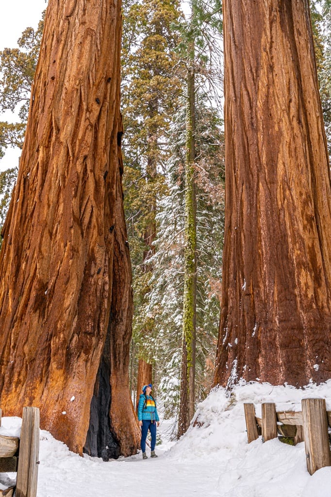 Woman standing between two giant sequoia trees in snow in Sequoia National Park.