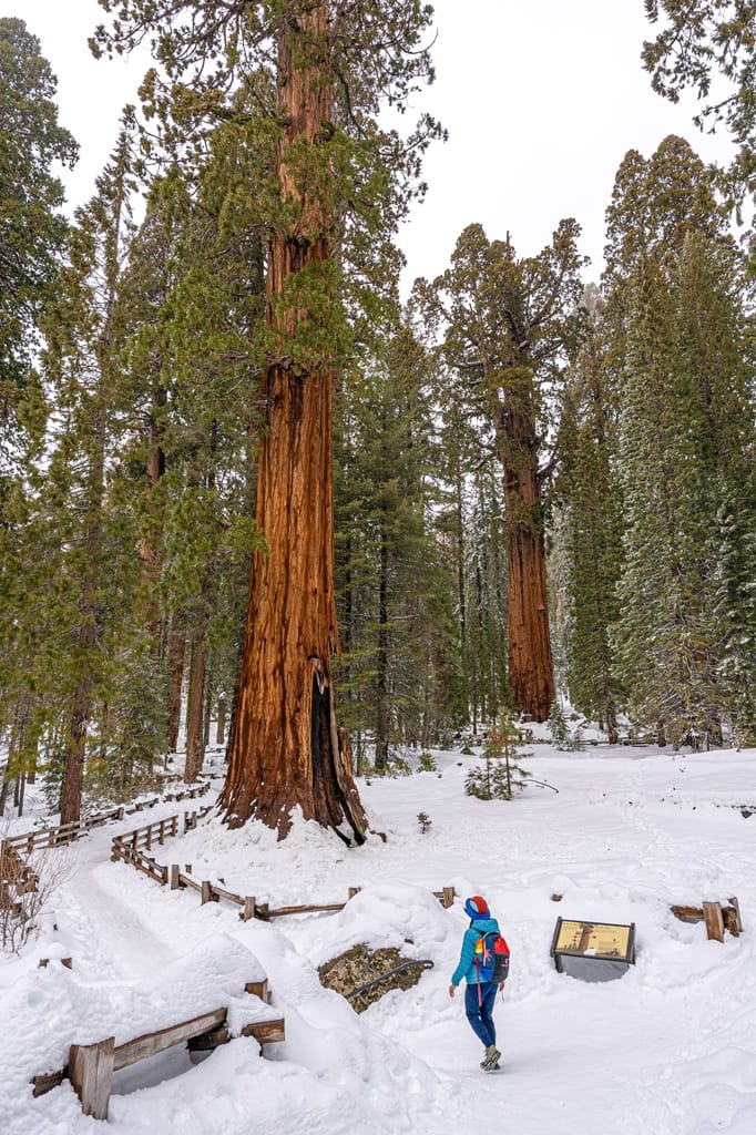 Woman hiking along the General Sherman Tree Trail in Sequoia National Park in winter.