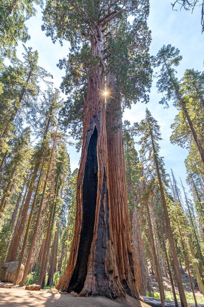 Giant sequoia trees seen from the Congress Trail in summer in Sequoia National Park.