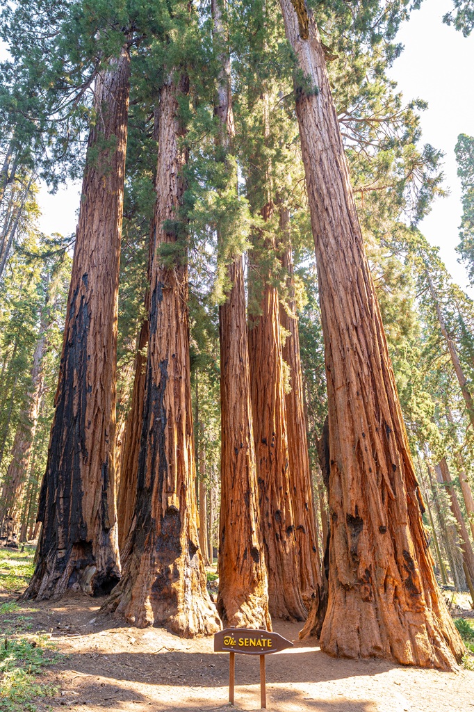 View of a cluster of giant sequoias trees seen from the Congress Trail in Sequoia National Park.