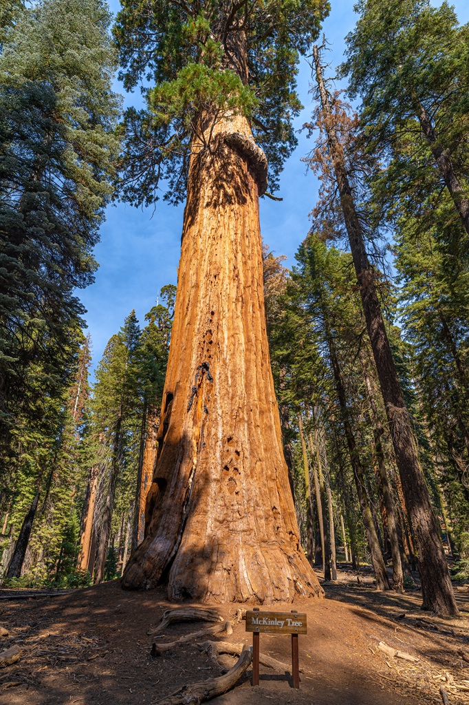 McKinley Tree along the Congress Trail in Sequoia National Park.
