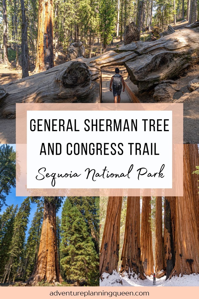 This blog post is a complete guide to the General Sherman Tree Trail and Congress Trail in Sequoia National Park.