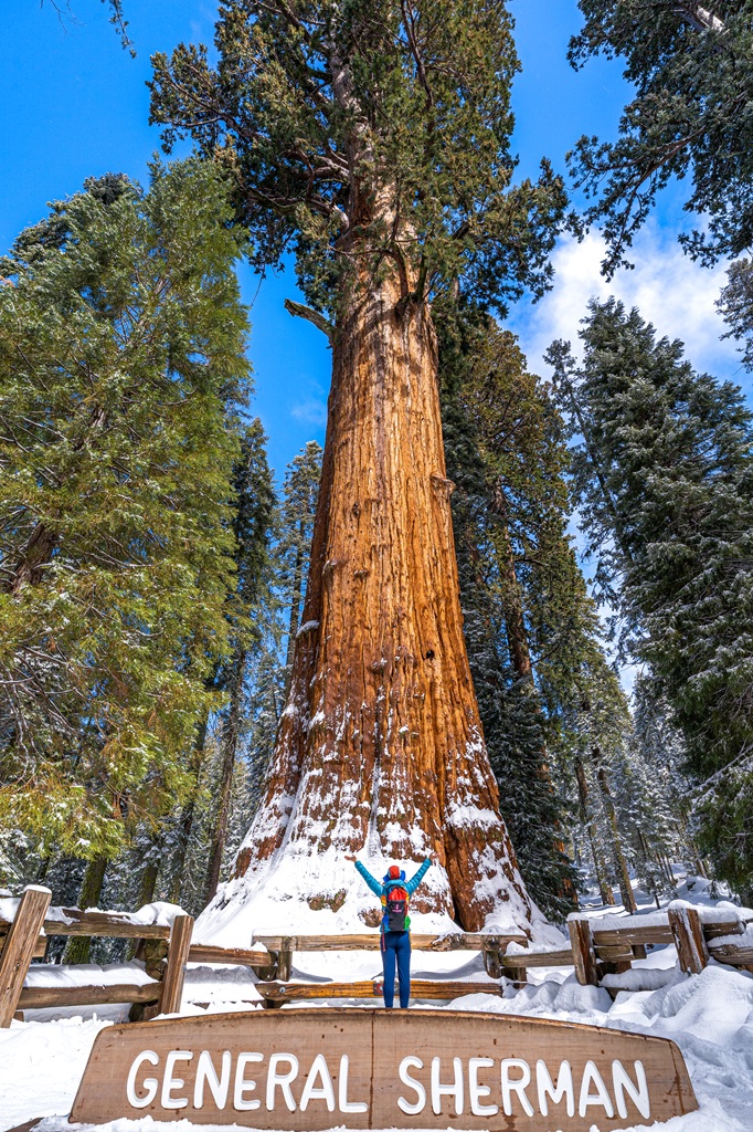 Woman posing for a picture in front of the General Sherman Tree in Sequoia National Park in winter.