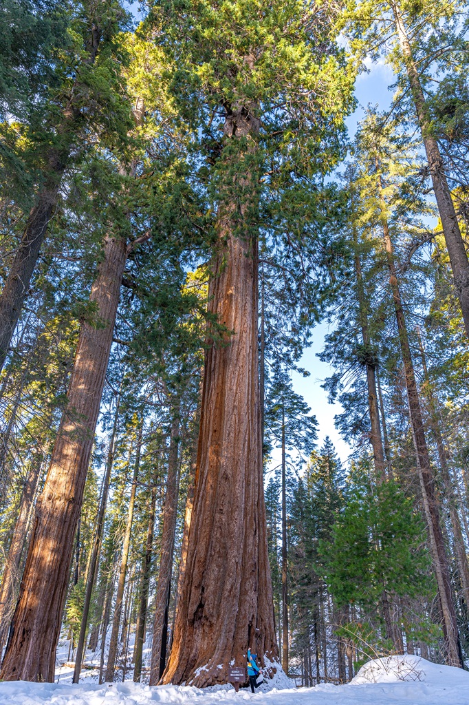 Woman standing in front of the Booker T. Washington Tree in snow in Sequoia National Park.