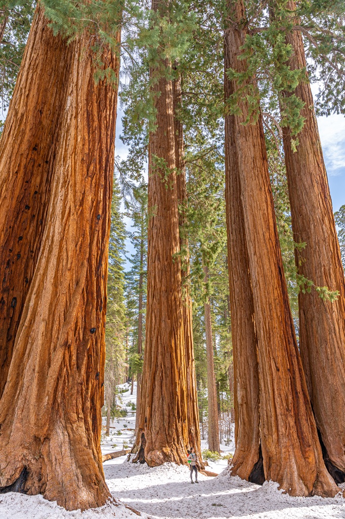 Best Sequoia National Park winter hikes.