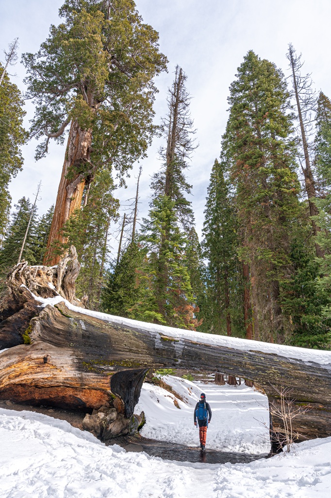 Man walking through Tunnel Log on the Crescent Meadow Road in Sequoia National Park in winter.