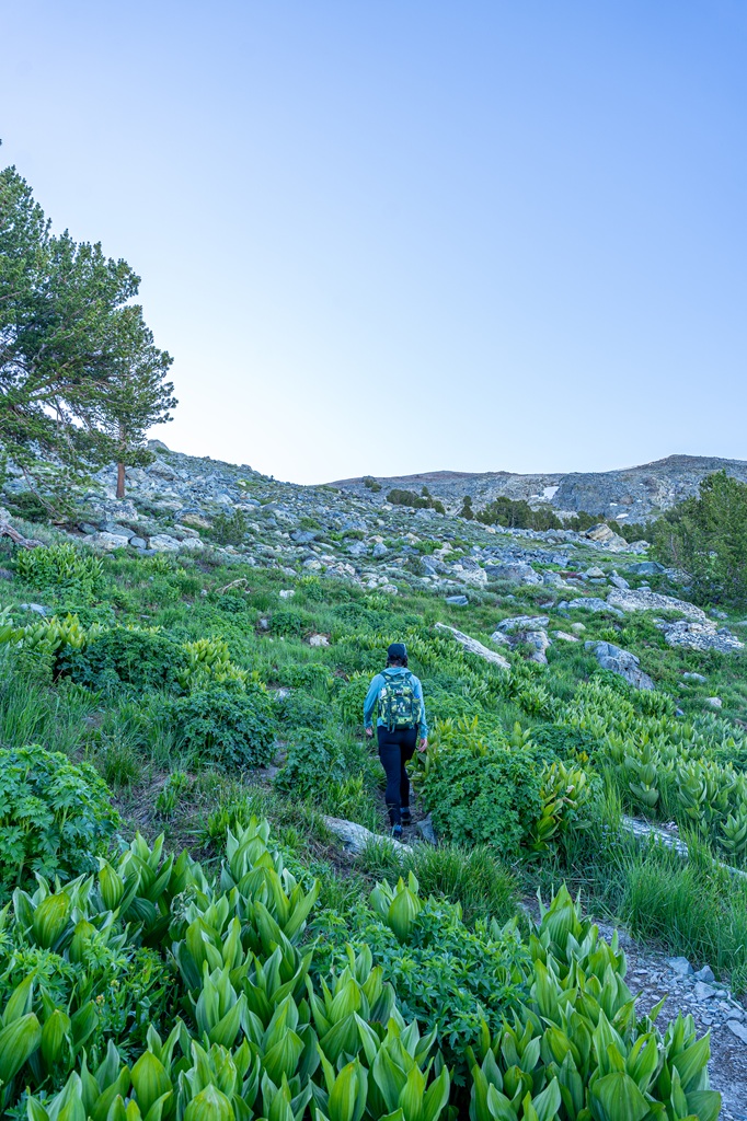 Woman hiking along the Mount Dana Trail surrounded by corn lilies.