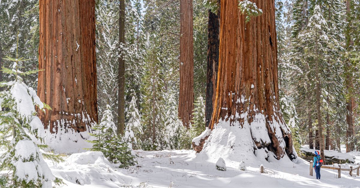 Mariposa Grove in winter.