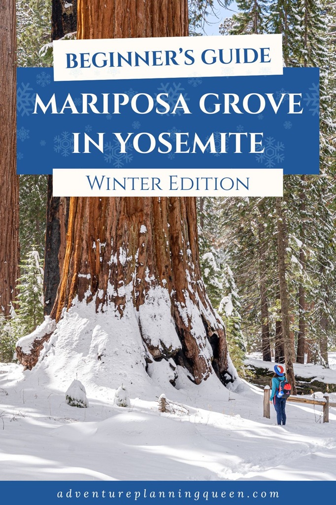 This blog post is a beginner's guide to visiting Mariposa Grove in winter.