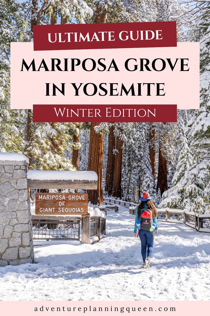 This blog post is an ultimate guide to visiting Mariposa Grove in winter.