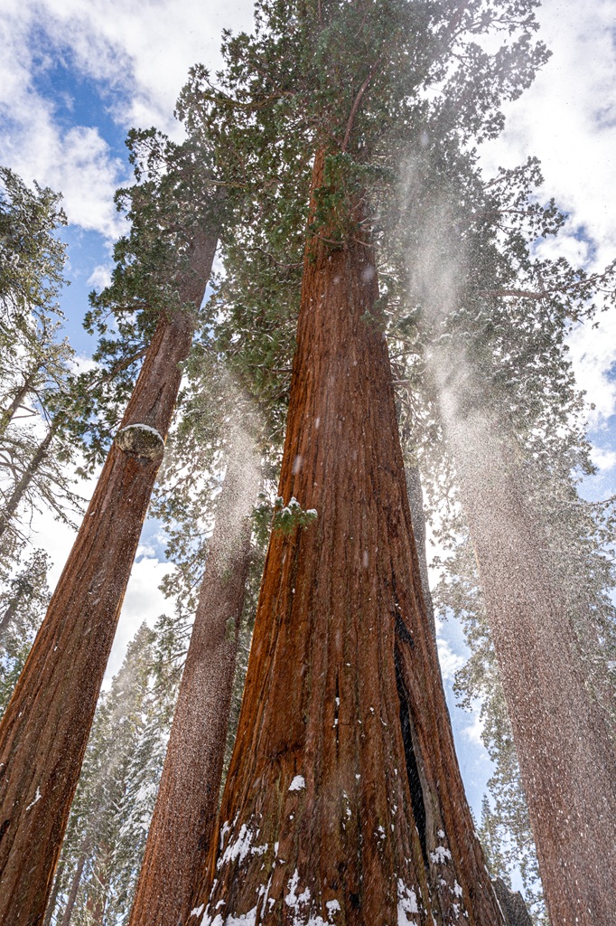Giant sequoia tree with sun shining behind and snow falling from the branches.