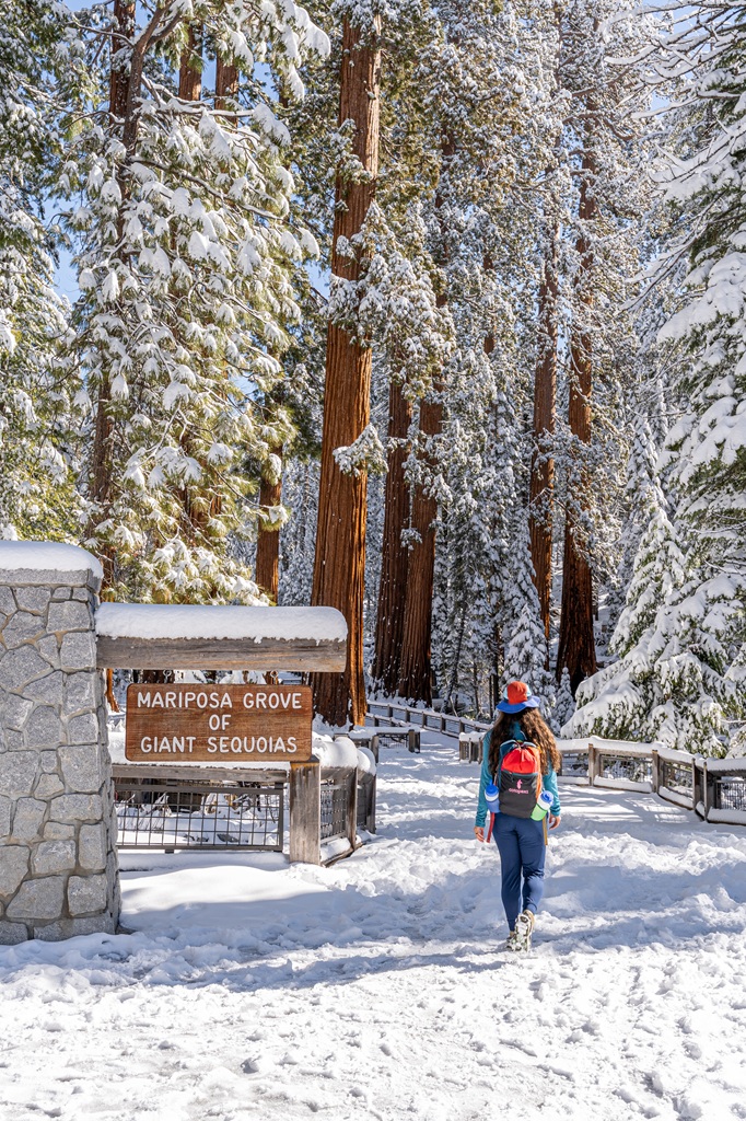 Woman hiking through the snow in Mariposa Grove in winter in Yosemite National Park.