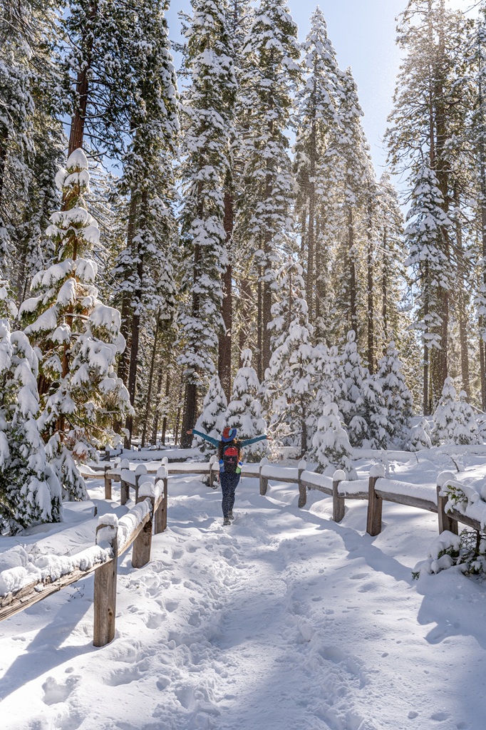 Woman hiking along a snow-covered trail in Mariposa Grove in winter.