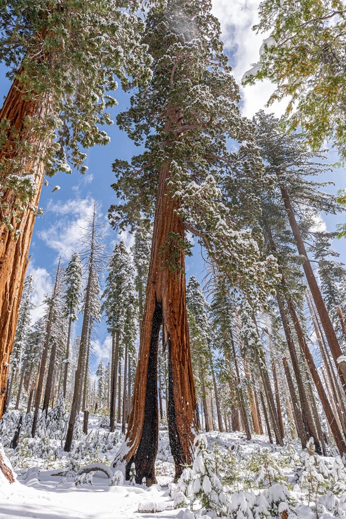 Clothespin Tree covered in snow in Mariposa Grove in winter.