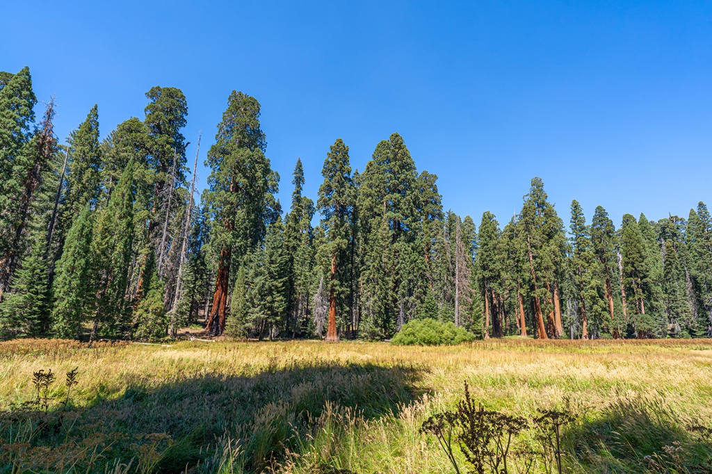View of the Round Meadow and giant sequoias from the Big Trees Trail in Sequoia National Park.