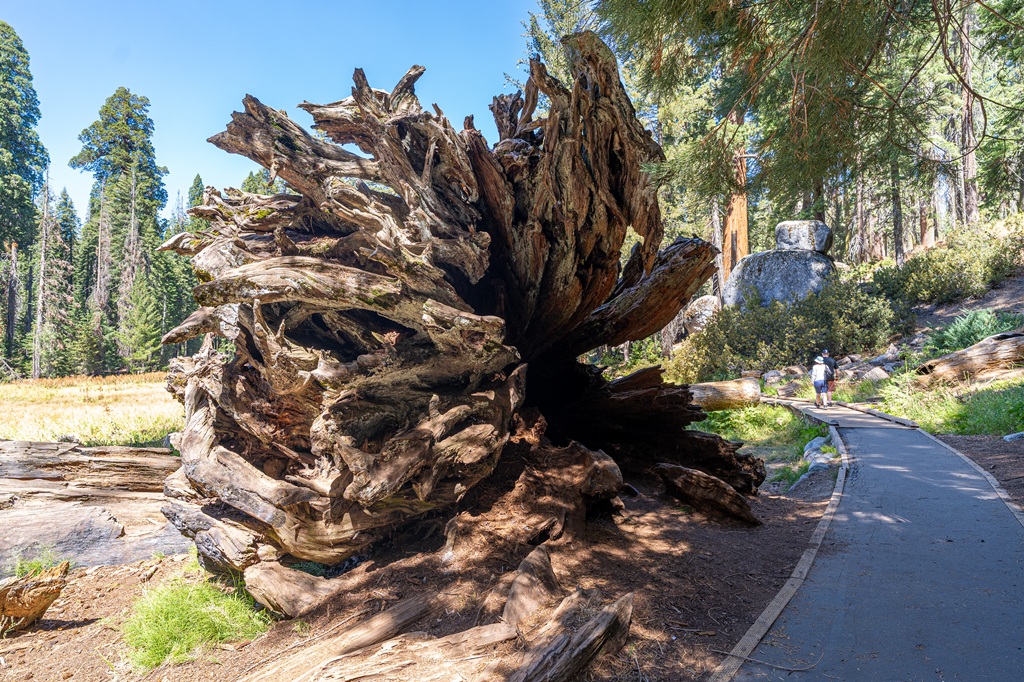 Fallen giant sequoia showing its root system on the Big Trees Trail in Sequoia National Park.