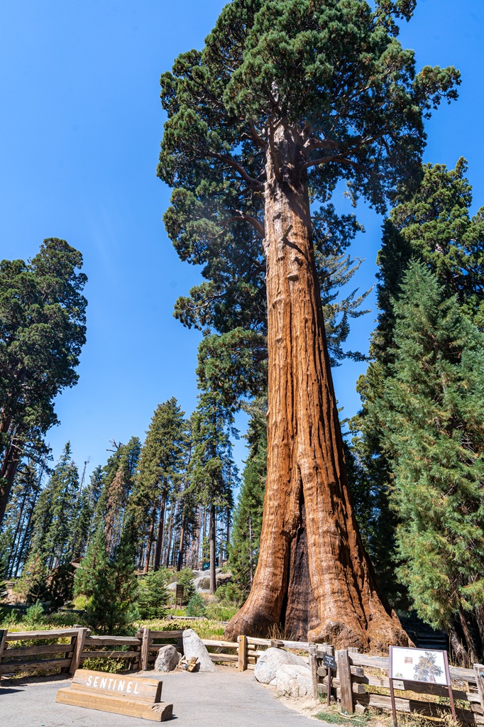 View of the Sentinel Tree near the Giant Forest Museum in Sequoia National Park.