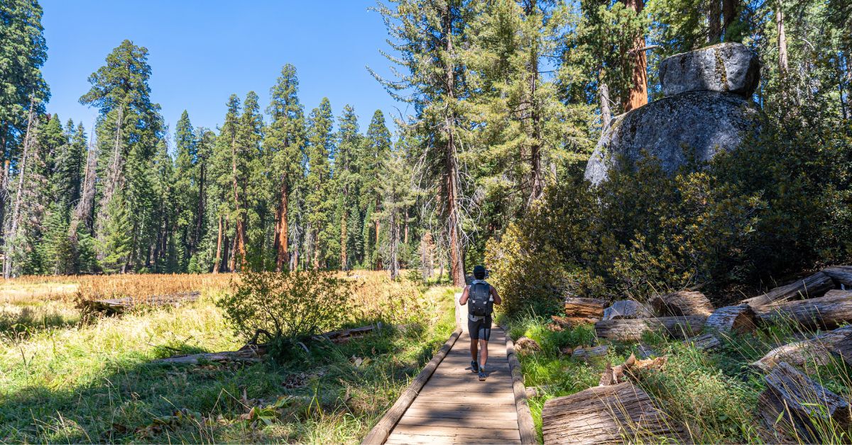 Big Trees Trail in Sequoia National Park.