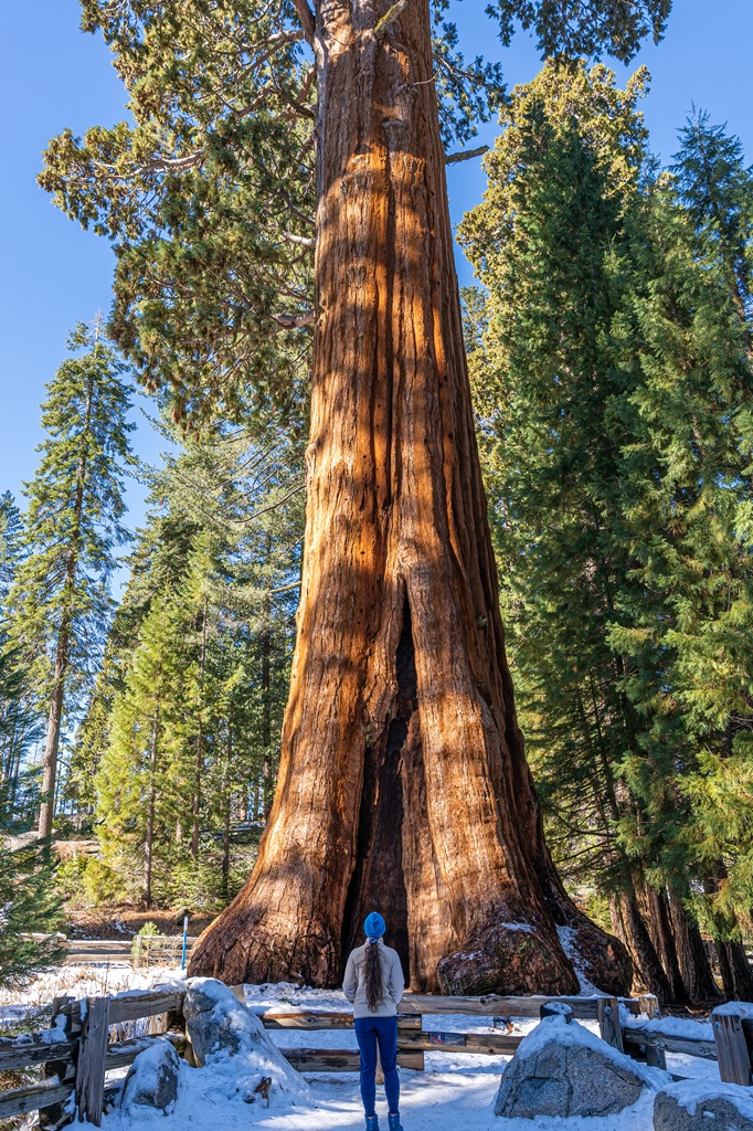 Woman standing in front of the Sentinel Tree at the Giant Forest Museum in Sequoia National Park in winter.