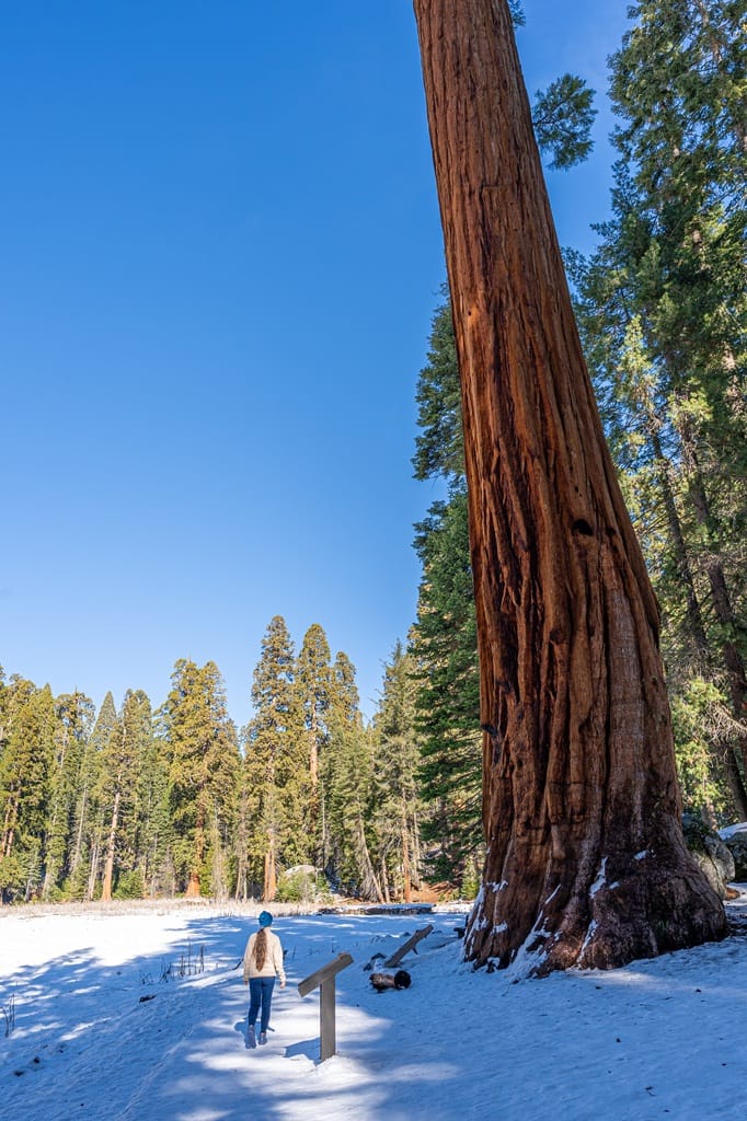 Woman hiking along the Big Trees Trail in Sequoia National Park in winter.
