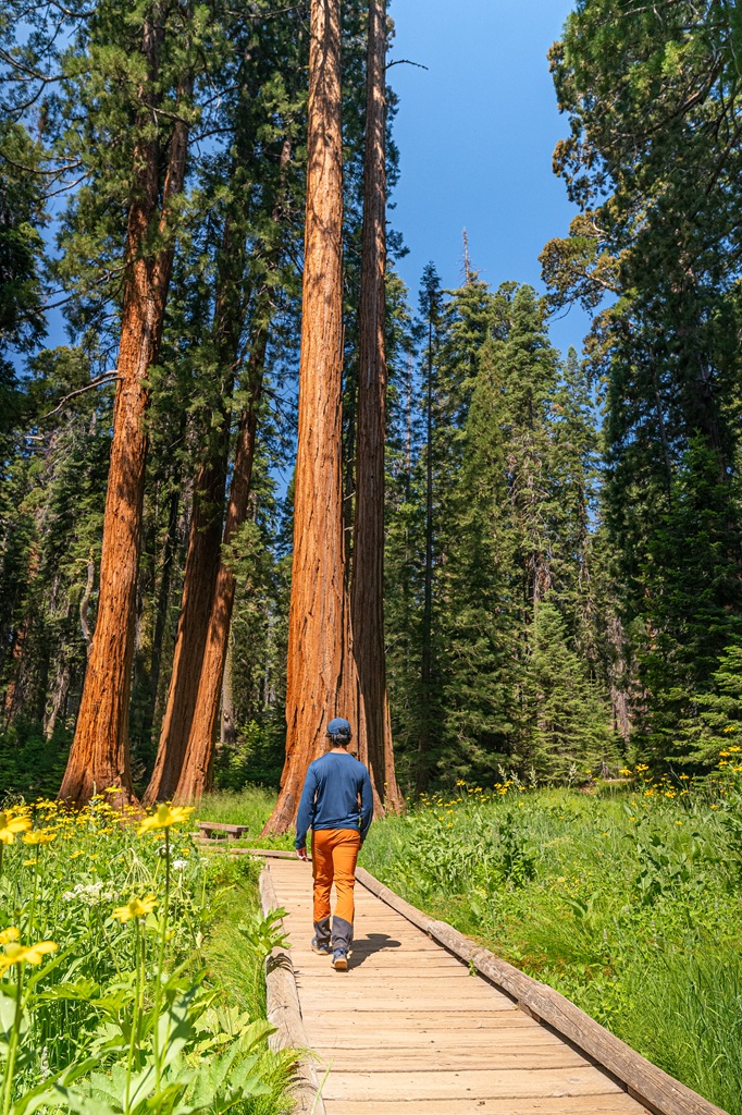 Man hiking along a boardwalk section with yellow flowers blooming on the sides on the Big Trees Trail in Sequoia National Park.