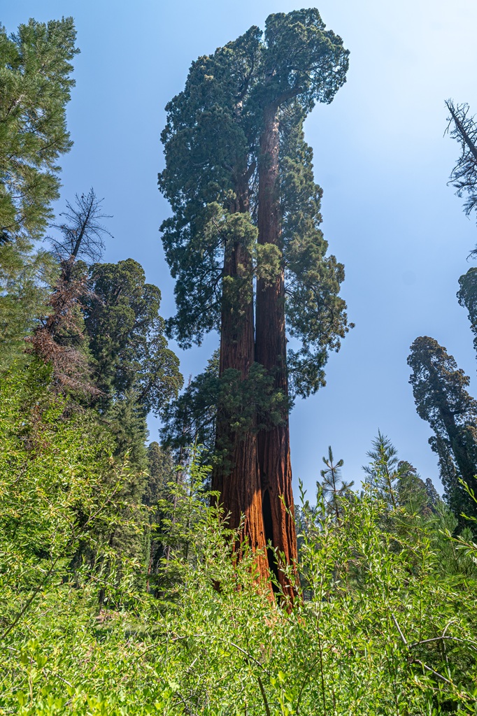 View of giant sequoia trees along the Big Trees Trail in Sequoia National Park.