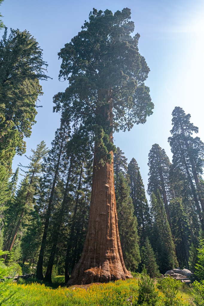 View of a giant sequoia along the Big Trees Trail in Sequoia National Park.
