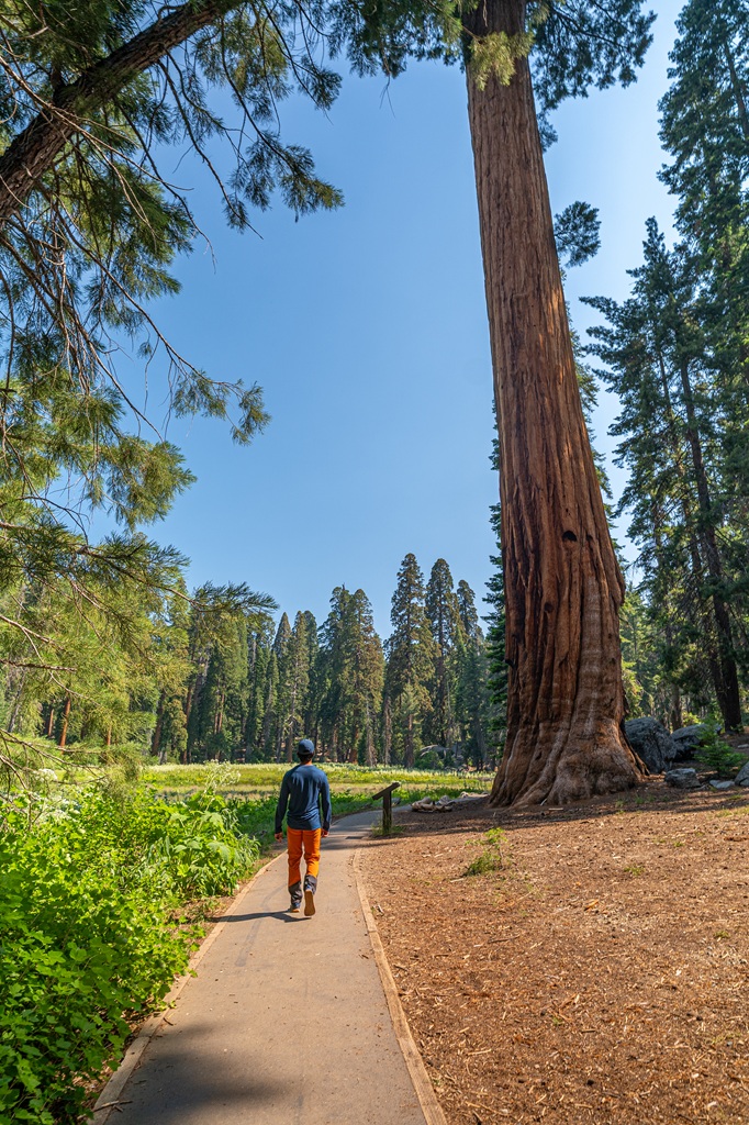 Man hiking the Big Trees Trail in Sequoia National Park in summer.