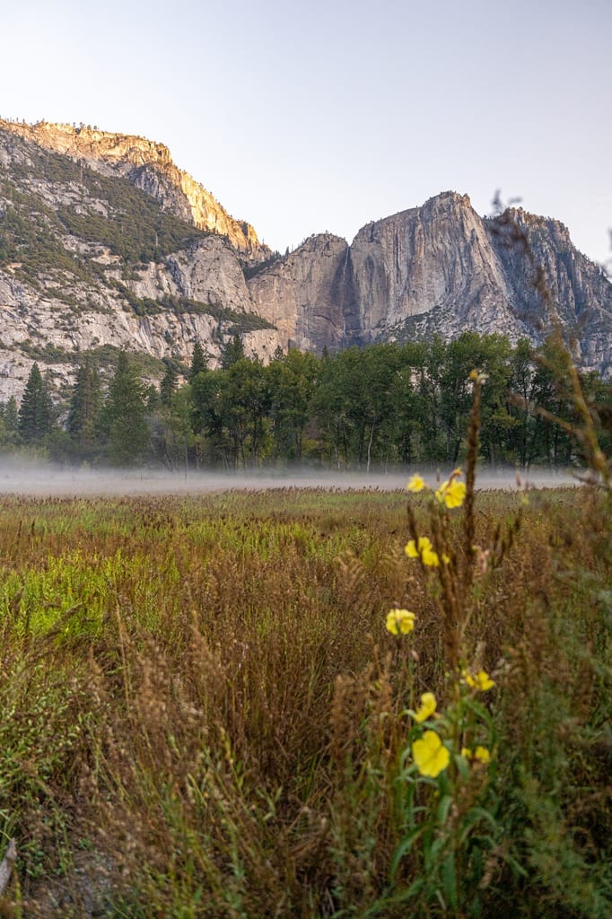 View of Cook's Meadow with a yellow wildflower blooming and Yosemite Falls in the background in late summer.