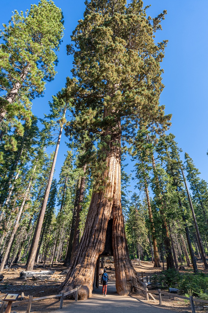 Man walking through the California Tunnel Tree in Mariposa Grove in early fall.