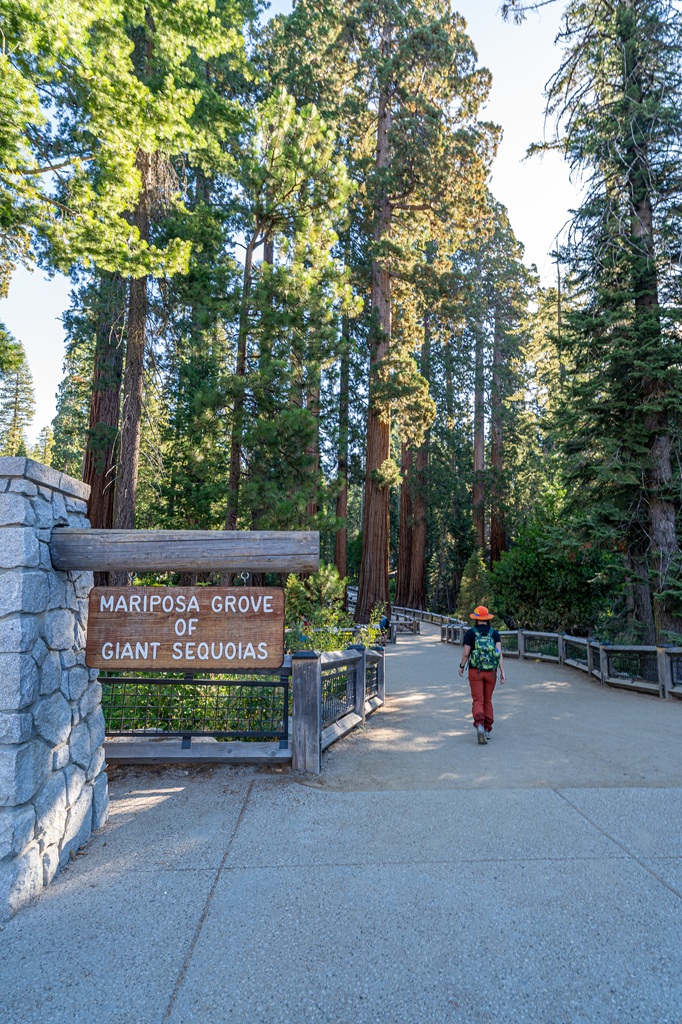 Woman walking on the Big Trees Loop Trail in Mariposa Grove in early fall.
