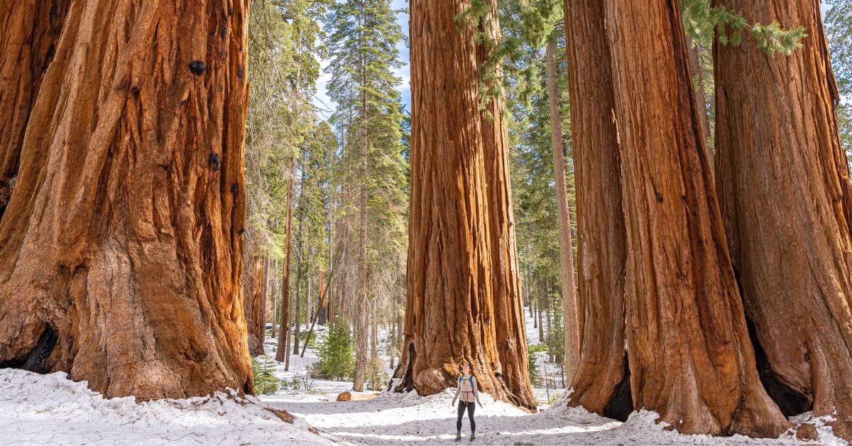 Sequoia National Park winter hikes.