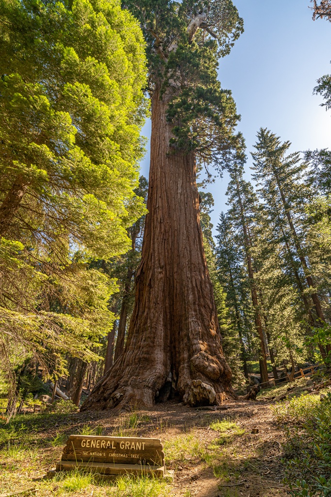 A giant sequoia known as the General Grant Tree in Kings Canyon National Park.