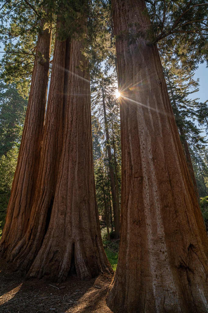 Giant sequoias seen near the beginning of the General Grant Tree Trail in Kings Canyon National Park.